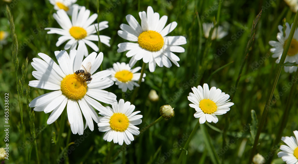 Little cute bee on camomile flower surrounded by green grass, beautiful white daisy in selective focus