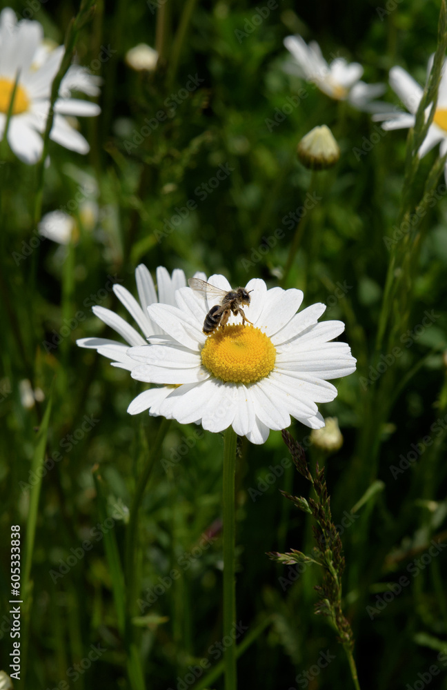 Little cute bee on camomile flower surrounded by green grass, beautiful white daisy in selective focus Little cute bee on camomile flower surrounded by green grass, beautiful white daisy in selective focus