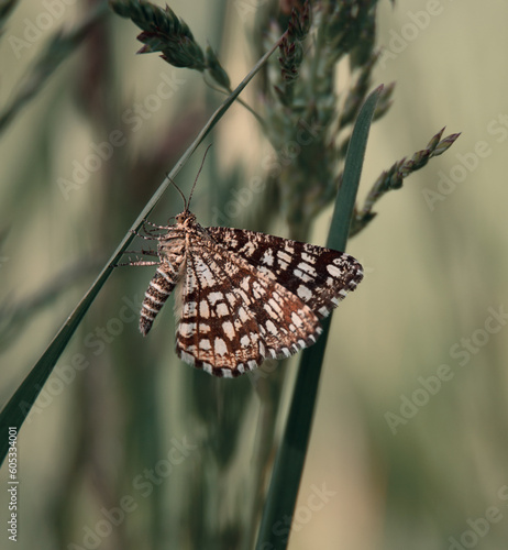 small butterfly in the grass