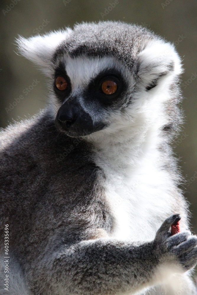 ring lemur
