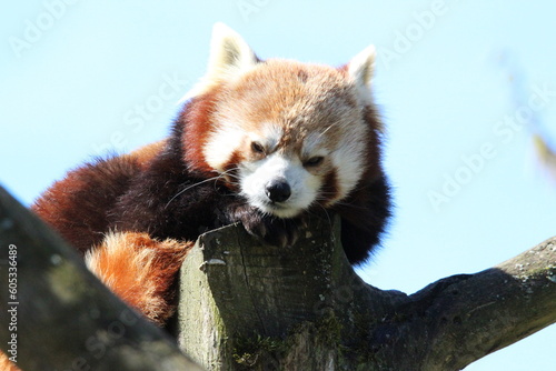 red panda in tree