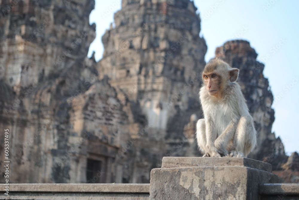 Spirited Simians: The Enchanting Monkey Kingdom