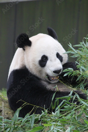 Fototapeta Naklejka Na Ścianę i Meble -  panda eating bamboo