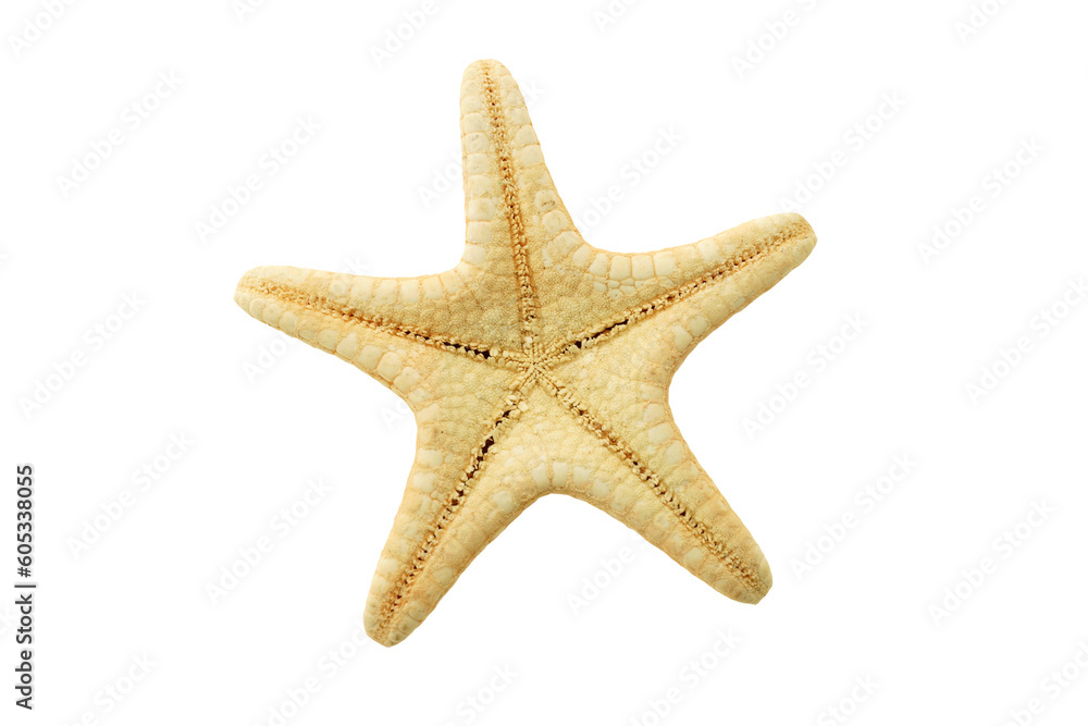 Starfish backside isolated on transparency png file with copy space Starfish backside isolated on transparency png file with copy space
