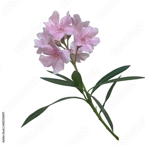 Nerium oleander is a beautiful flower photo