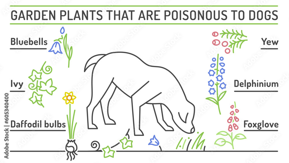 Naklejka premium Garden plants poisonous to dogs. Editable vector poster