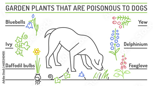 Garden plants poisonous to dogs. Editable vector poster