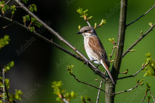 Red-backed shrike, Lanius collurio. A bird on a branch in a green background.