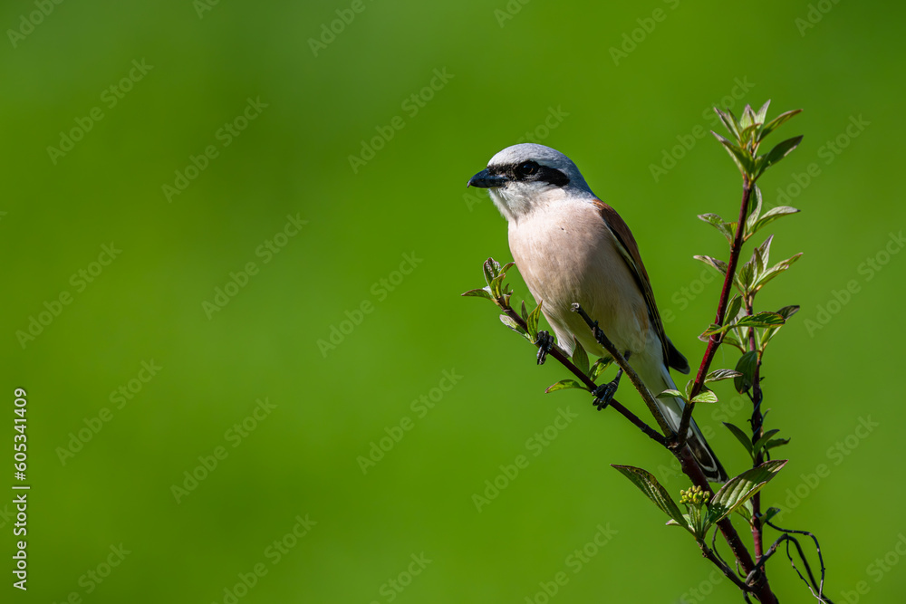 Red-backed shrike, Lanius collurio. A bird on a branch in a green background. Red-backed shrike, Lanius collurio. A bird on a branch in a green background.