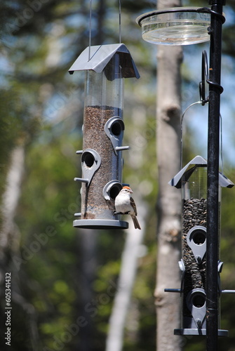 mangeoire oiseau