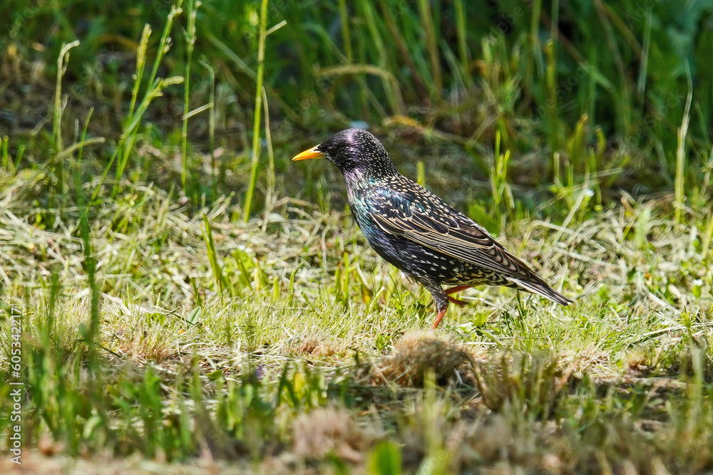 Common starling Common starling