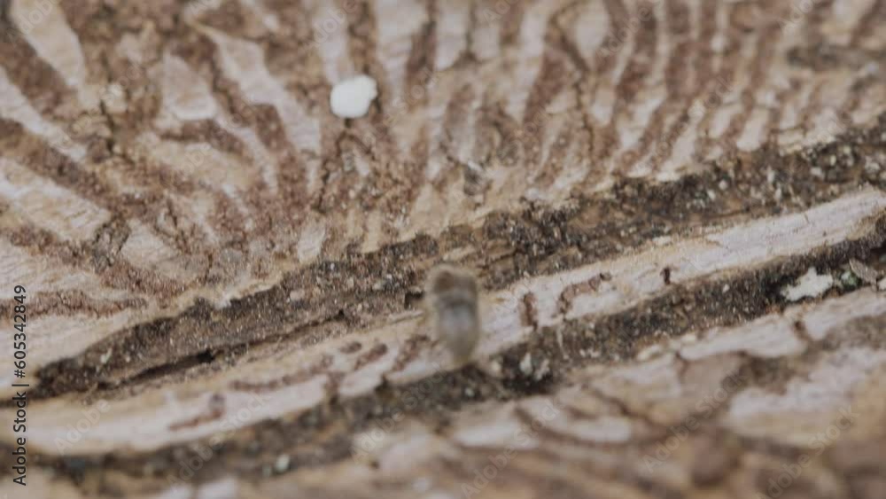 Larger eight-toothed European spruce bark beetle, Ips typographus close-up. This insect is a major pest on spruce trees Larger eight-toothed European spruce bark beetle, Ips typographus close-up. This insect is a major pest on spruce trees