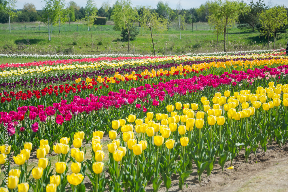 Field of colorful tulips in spring.