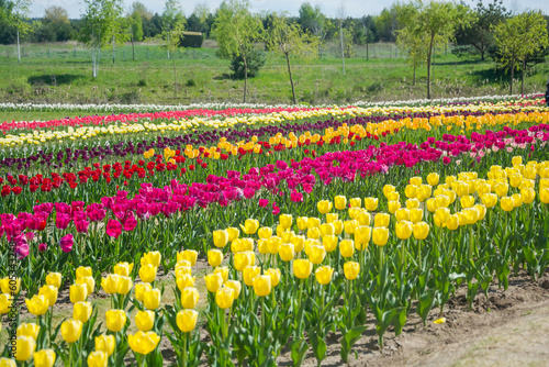 Obraz na płótnie Field of colorful tulips in spring. w salonie