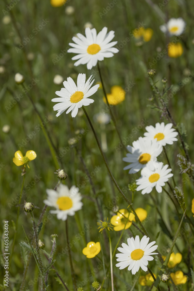 Anthemis blanche Anthemis blanche