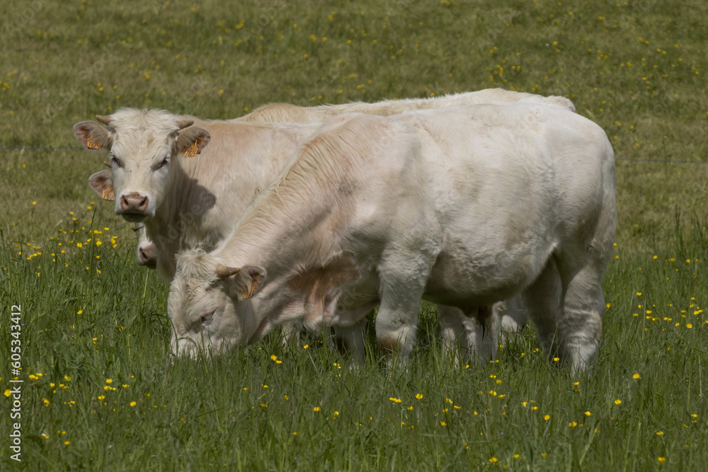 Jeunes bœufs charolais au pâturage Jeunes bœufs charolais au pâturage