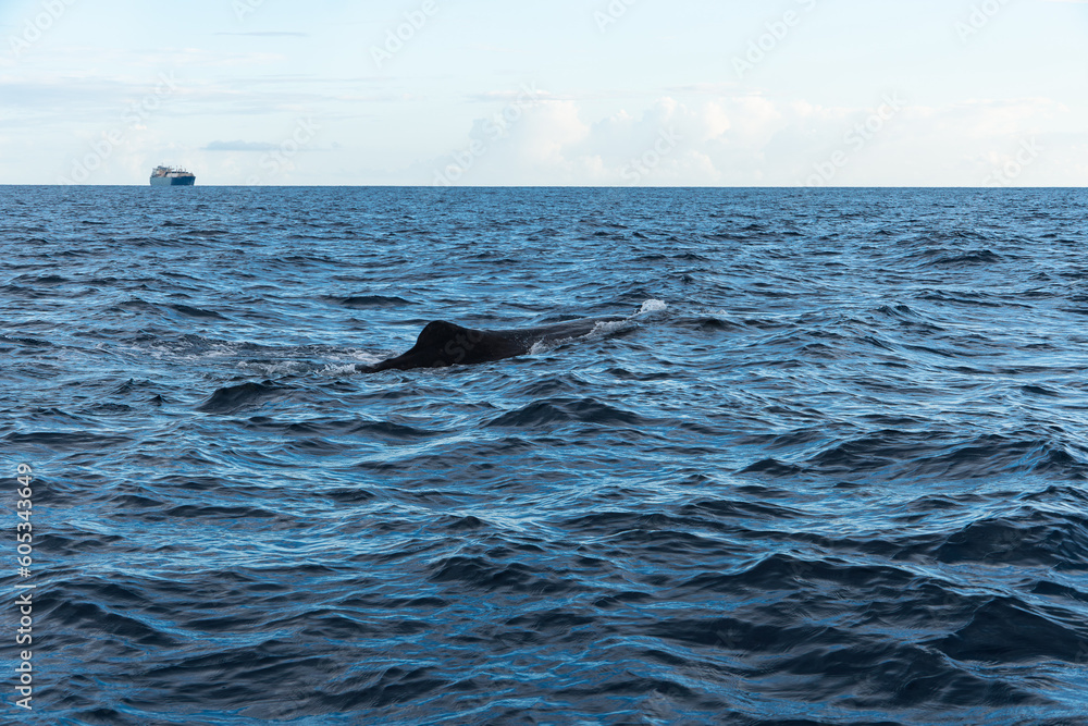 Fototapeta premium Whale and ship