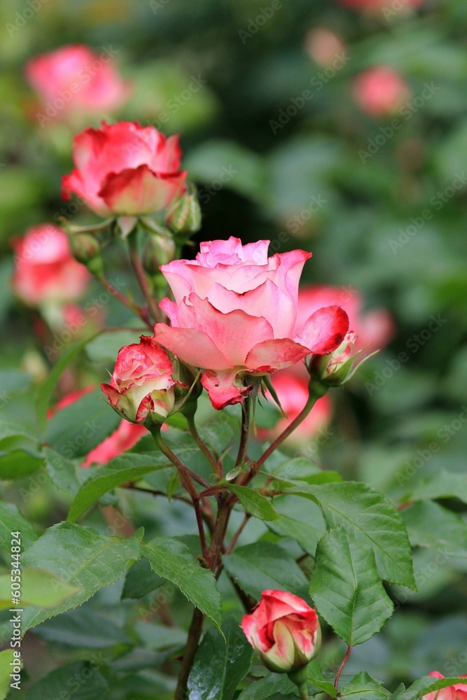 Pink roses in the park on a blurry background
Pink roses in the park on a blurry background