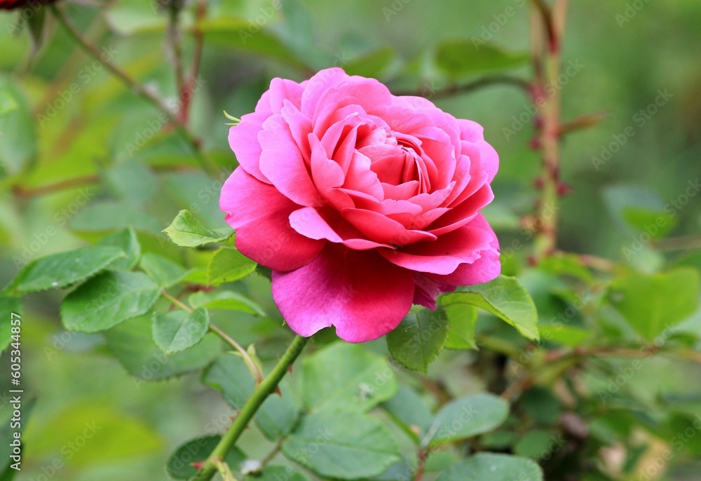 Pink and purple roses in the park on a blurry background
Pink and purple roses in the park on a blurry background