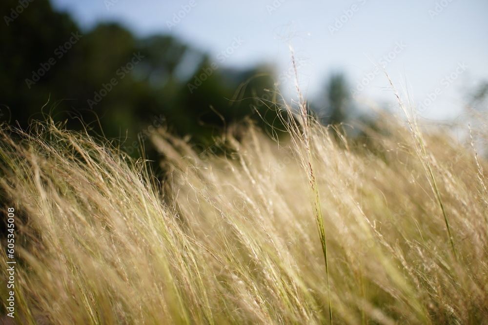 Fototapeta premium 숲속 풀