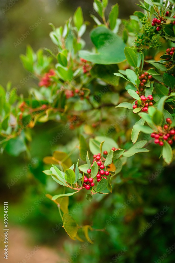 View of tree brunches with green leaves and red berries on them. View of tree brunches with green leaves and red berries on them.