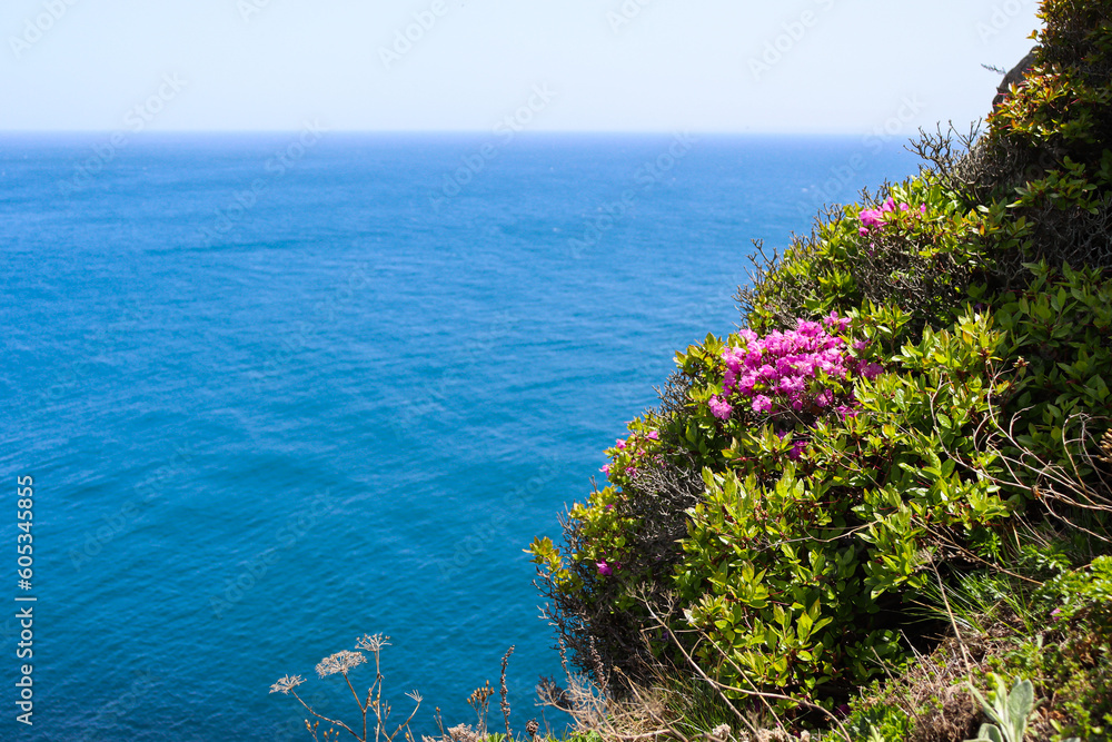 Turquoise sea. Rhododendron. Traveling to beautiful places.