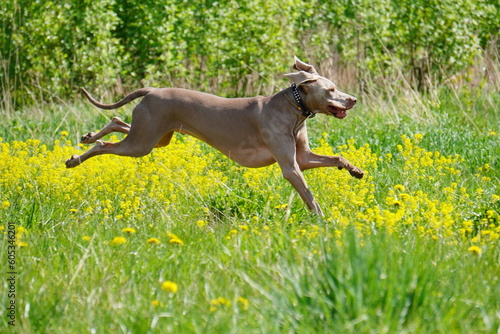 Weimaraner dog on the grass