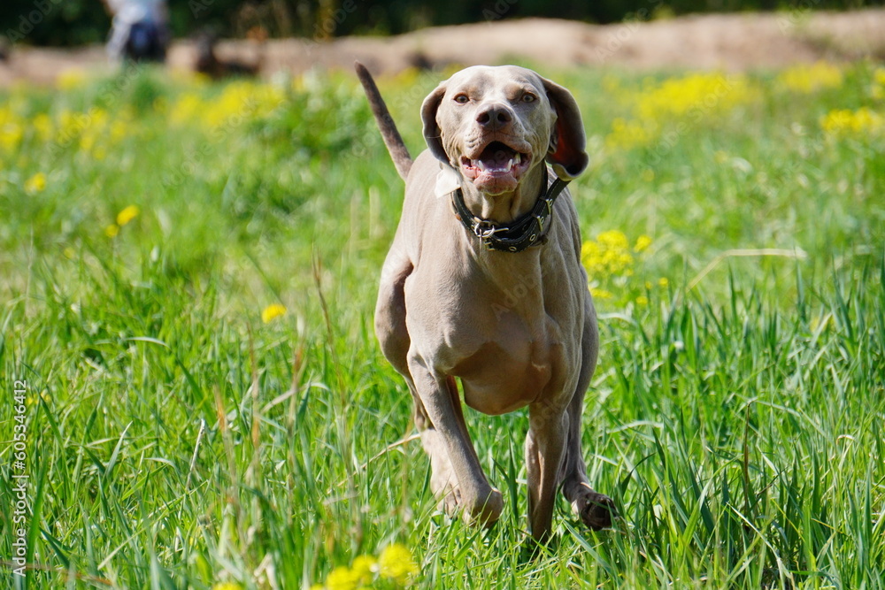 Weimaraner dog on the grass