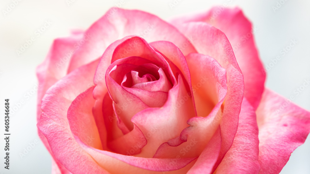 Pink rose gentle background, flowers pattern. Bouquet of fresh roses Pink rose gentle background, flowers pattern. Bouquet of fresh roses