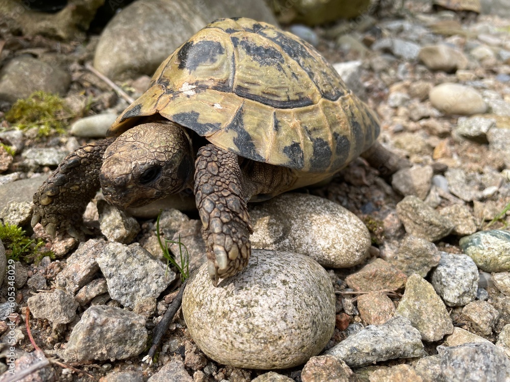 turtle on the ground