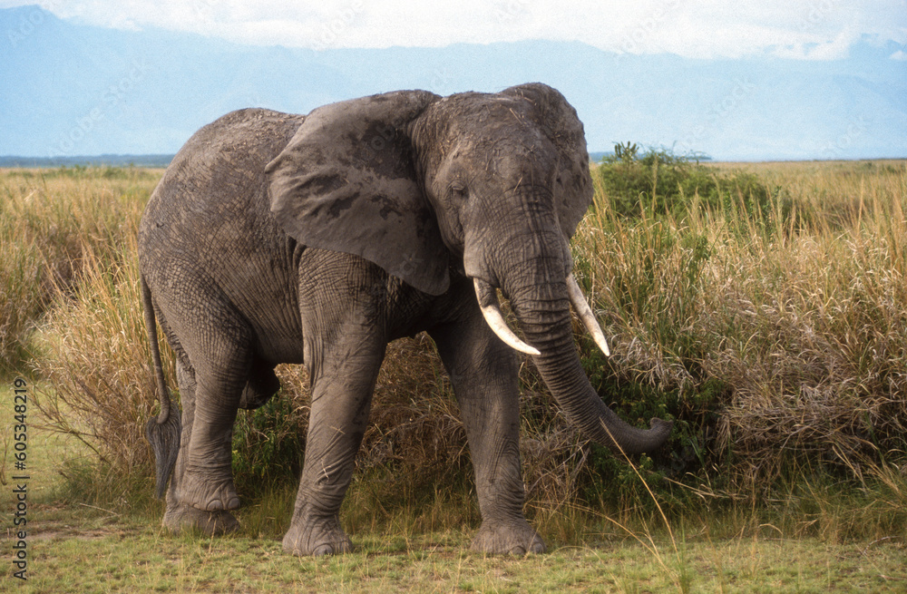 Fototapeta premium Eléphant d'Afrique, Loxodonta africana, Parc National des Virunga, République Démocratique du Congo