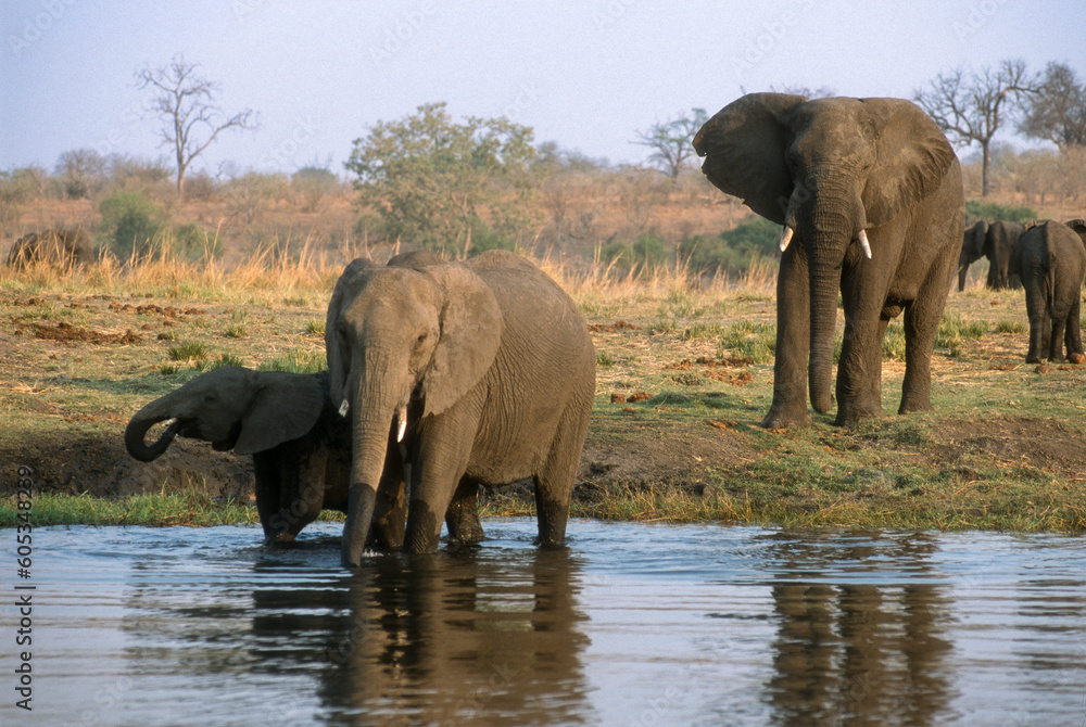 Fototapeta premium Eléphant d'Afrique, Loxodonta africana, Parc national de Chobe, Botswana
