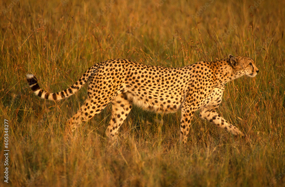 Naklejka premium Guépard, cheetah, Acinonyx jubatus, Parc national de Masai Mara, Kenya