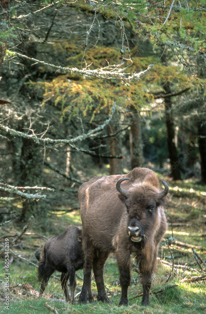 Fototapeta premium Bison d'Europe, Bison bonasus