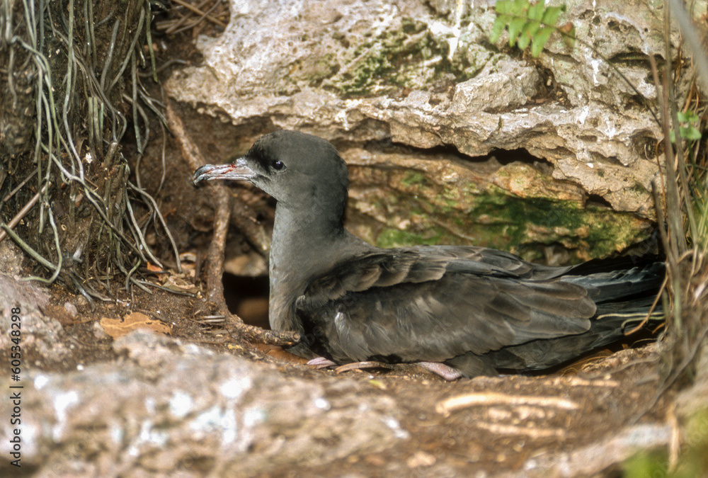 Fototapeta premium Puffin fouquet, Puffin du Pacifique,.Ardenna pacifica, Wedge-tailed Shearwater, Puffinus pacificus, Ile Cousin, Seychelles