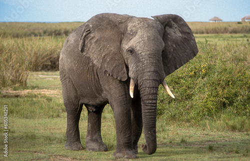 Eléphant d'Afrique, Loxodonta africana, Parc National des Virunga, République Démocratique du Congo