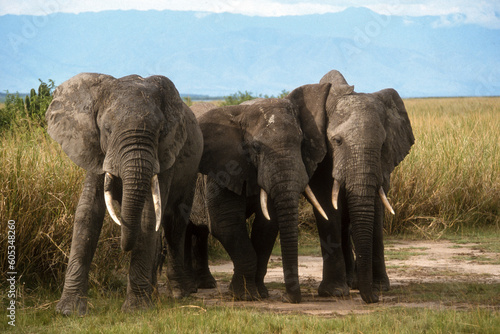 Fotografie Eléphant d'Afrique, Loxodonta africana, Parc National des Virunga, République Dé