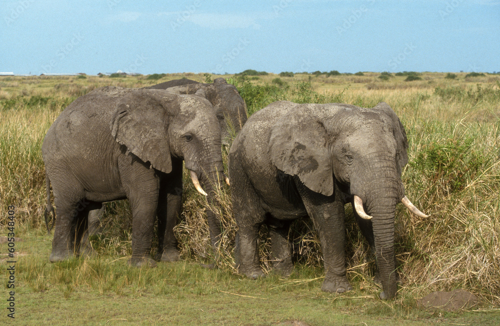 Eléphant d'Afrique, Loxodonta africana, Parc National des Virunga, République Démocratique du Congo