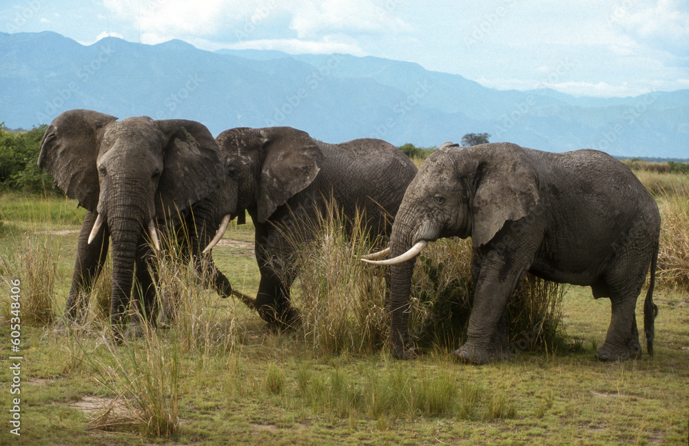 Fototapeta premium Eléphant d'Afrique, Loxodonta africana, Parc National des Virunga, République Démocratique du Congo
