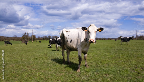Vache dans la campagne