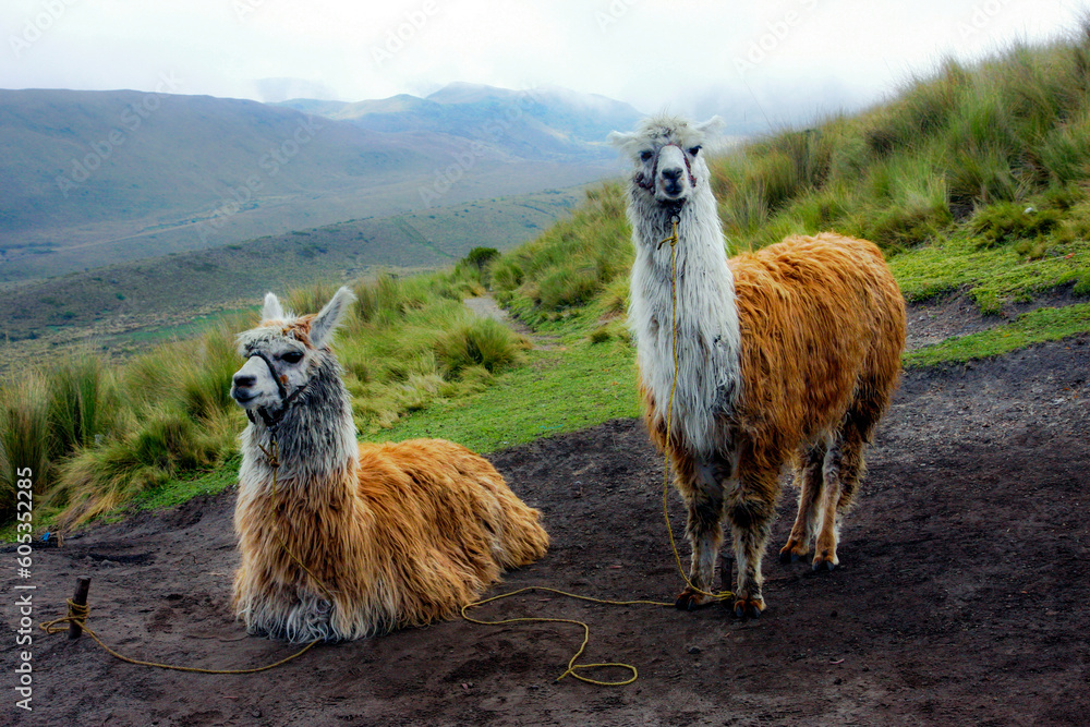 Fototapeta premium Llamas of Ecuador