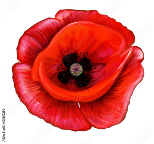 This digital image depicts a red poppy against a backdrop of green grass. The poppy, with its vibrant red blossom, contrasts with the spring greenery of the grass. The poppy petals have a smooth textu