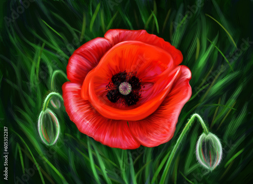 This digital image depicts a red poppy against a backdrop of green grass. The poppy, with its vibrant red blossom, contrasts with the spring greenery of the grass. The poppy petals have a smooth textu