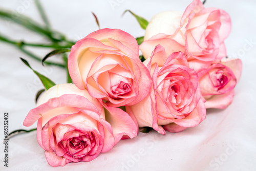 The branch of pink roses on white fabric background 