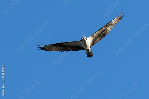 Osprey flying in flight catching a fish