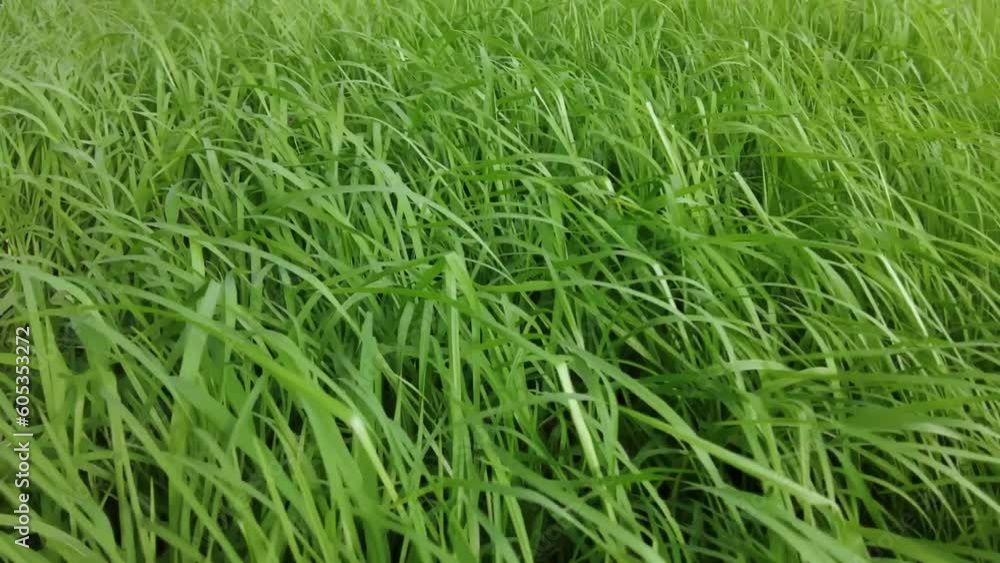 lush grasses and fireweed caressed by playful winds. A solitary ray of sunlight illumines the center lush grasses and fireweed caressed by playful winds. A solitary ray of sunlight illumines the center