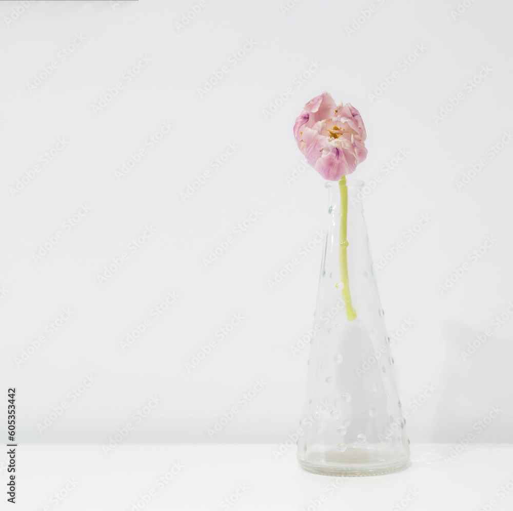 Elegant pink, yellow and green tulip blossomed in springtime, ready for an anniversary present. House zen decoration, Feng shui.