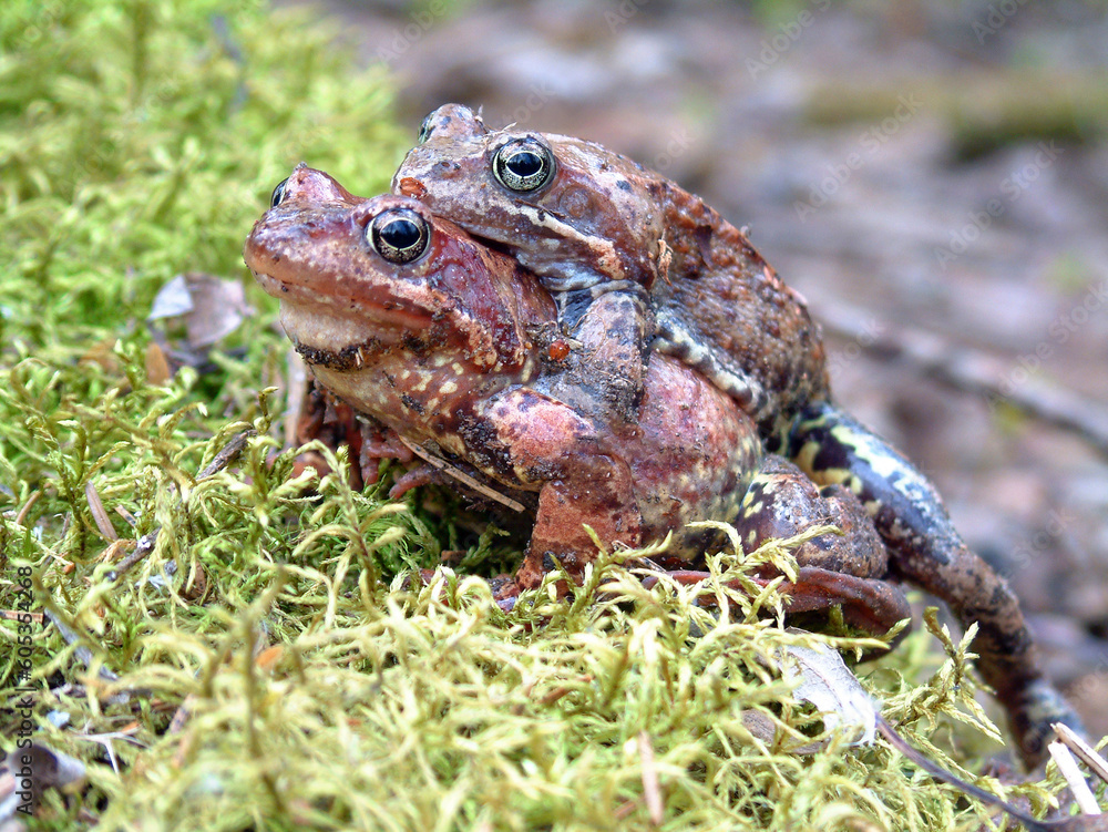A pair of frogs during the spring mating season. A pair of frogs during the spring mating season.