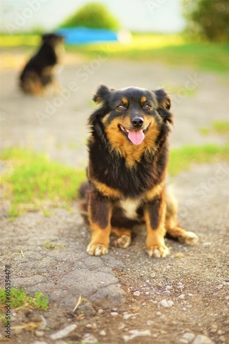 Happy smiling dog sitting in a summer backyard with his tongue h