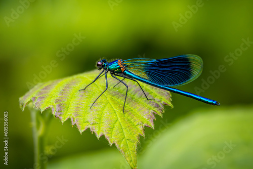 blue dragonfly on a green leaf © S.T.A.R.S